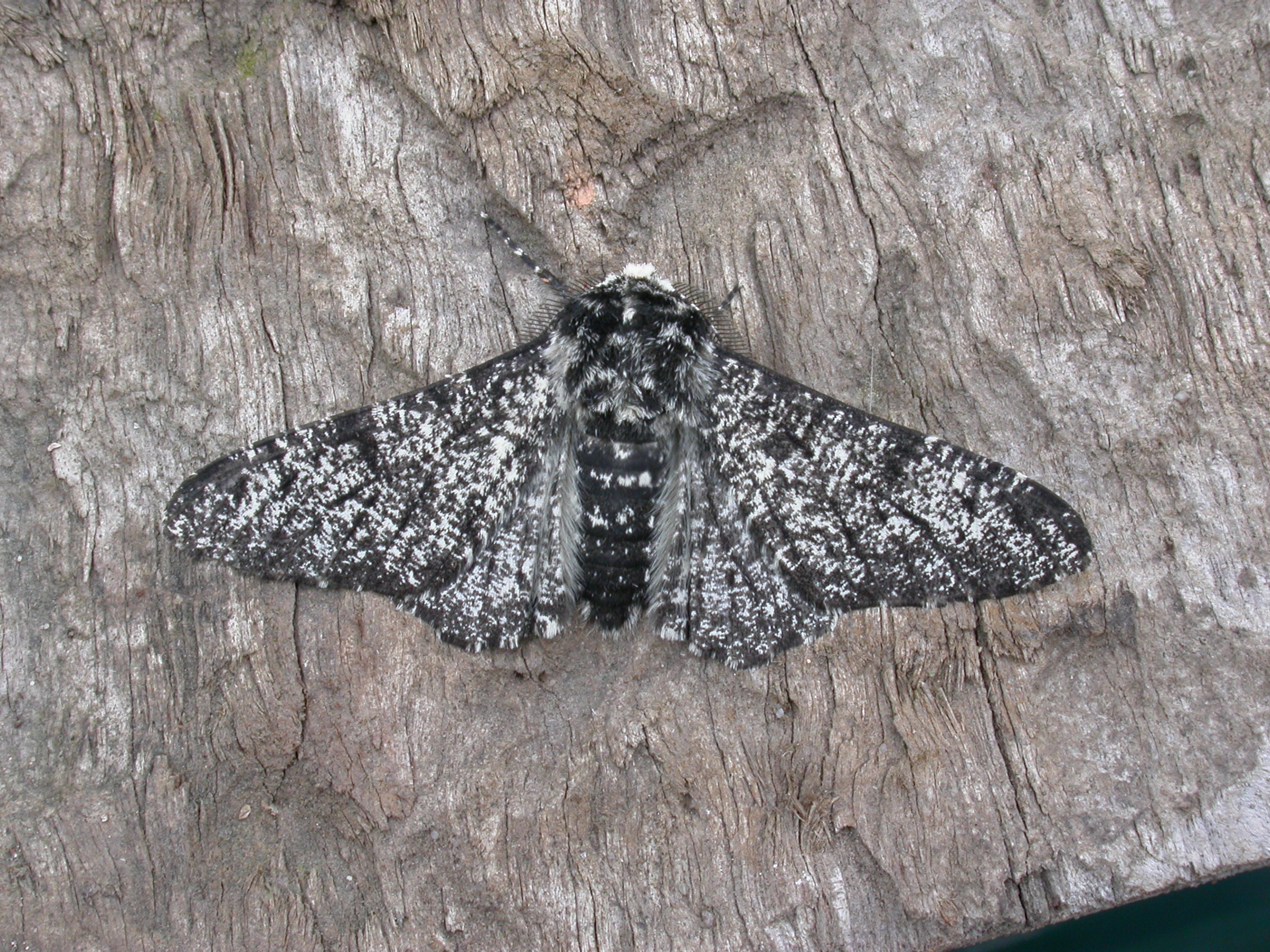 0219 Lep Geo, Biston betularia, peppered moth