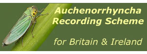 Auchenorrhyncha Recording Scheme