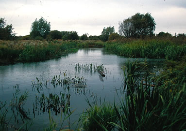 A large pond