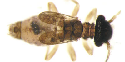 Ectopsocus axillaris