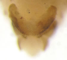 Lachesilla pedicularia or Lachesilla greeni