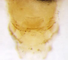 Lachesilla quercus