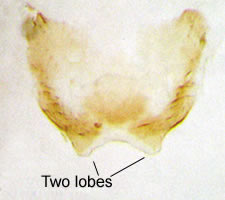 Lachesilla quercus
