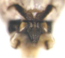 Mesopsocus unipunctatus
