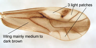 Caecilius fuscopterus