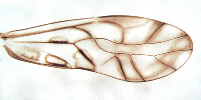 Wing of Graphopsocus cruciatus
