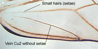 Male sclerite
