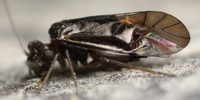 Hyalopsocus morio