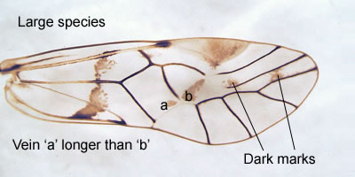 Psococerastis gibbosa (female)
