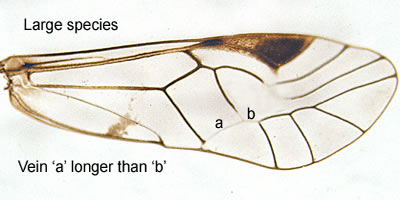 Psococerastis gibbosa (male)