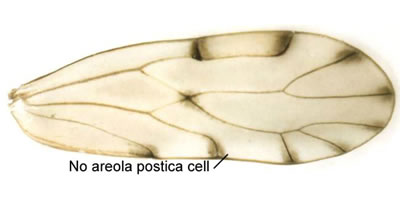Wing with no areola postica cell