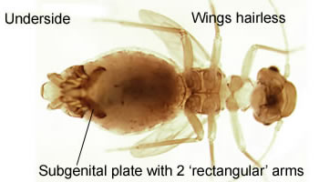 Peripsocus parvulus (female)