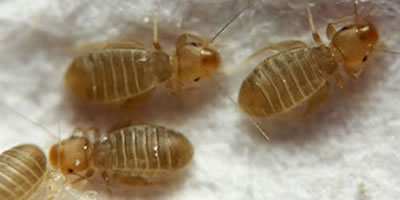 Liposcelididae family