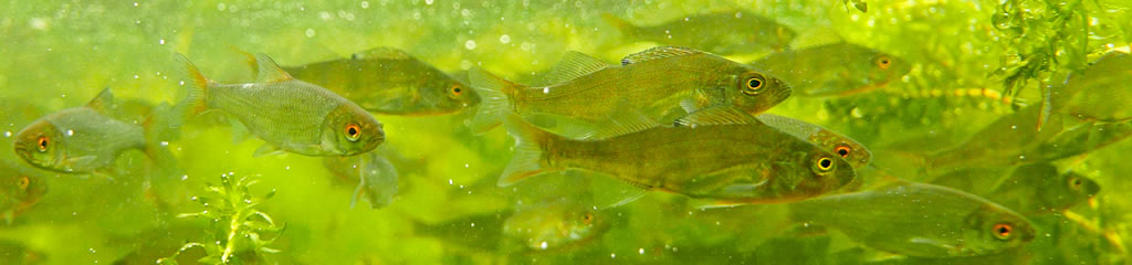 A mixed shoal of young perch and roach.