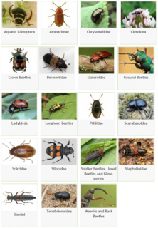 UK Beetle Recording website home page