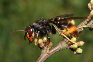 Picture of asian hornet