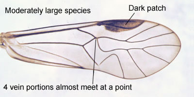 Mesopsocus laticeps