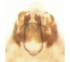 Mesopsocus unipunctatus (male)