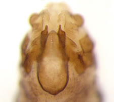 Mesopsocus laticeps (male)