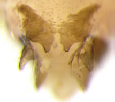 Reuterella helvimacula
