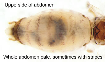Elipsocus abdominalis