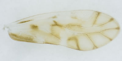 Chilenocaecilius ornatipennis
