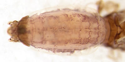 Philotarsus picicornis
