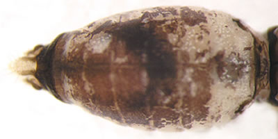 Elipsocus pumilis
