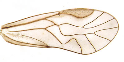 Elipsocus pumilis