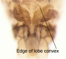 Loensia variegata (female)