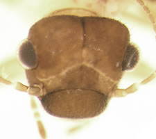 Pseudopsocus rostocki