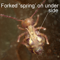 Springtail underside