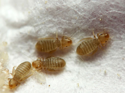 Bed Bug Bites: photos and information - Bed bugs: news ...