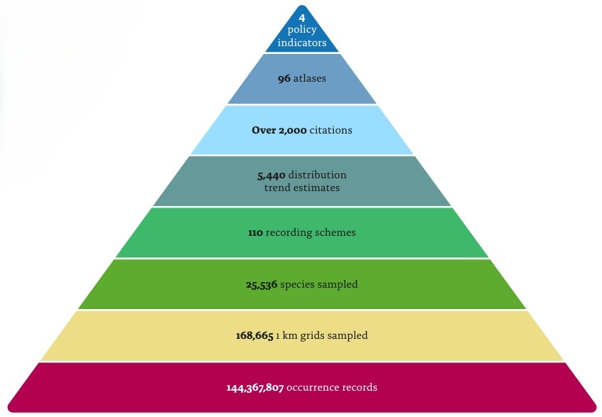 A triangle showing the flow from occurrence records, through recording schemes and citations to policy indicators