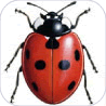 European Ladybirds icon