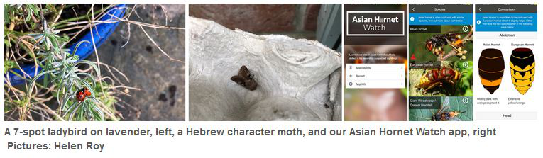 A 7-spot ladybird on lavender, left, a Hebrew character moth, and our Asian Hornet Watch app, right     Pictures by Helen Roy