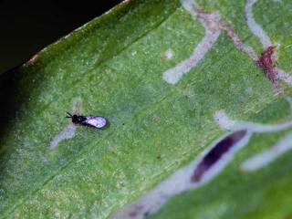 Picture of a chalcid parasitoid prospecting a leaf mine