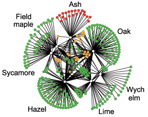 A food web diagram