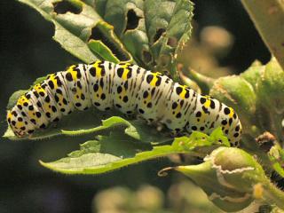 Page Mullein Larva