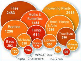 Plot illustrating taxonomic coverage of iRecord