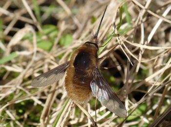 Dark-edged Bee-fly, Bombylius major, at rest on vegetation