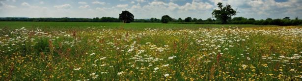 A field margin with wild flowers in an agricultural landscape