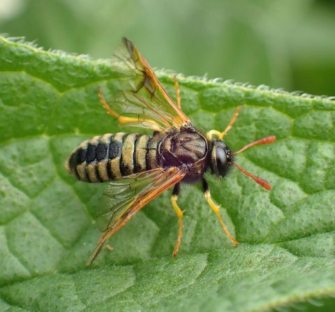 Orange-horned Scabious Sawfly, Abia sericea (male)