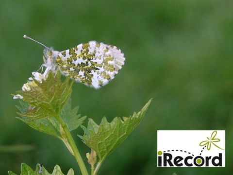 Orange-tip butterfly