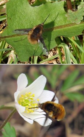 Dark-edged Bee-fly