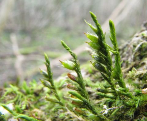 Cryphaea heteromalla