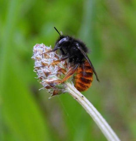 Red-tailed Mason Bee (Osmia bicolor)