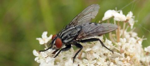 A fleshfly, Sarcophaga sp.