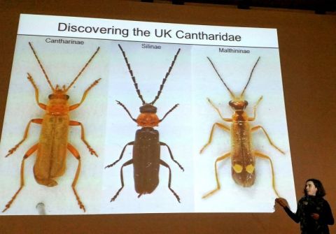 Steph Skipp talking about the Soldier Beetle Recording Scheme at the 2018 Coleopterists Day