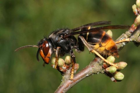 Picture of asian hornet